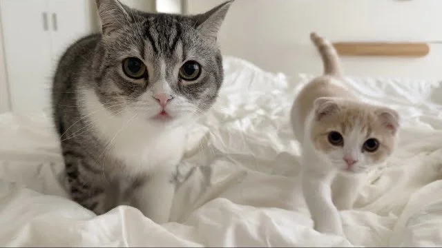 【徹底調査】癒し系Youtube『もちまる』飼い主はなぜ炎上した?